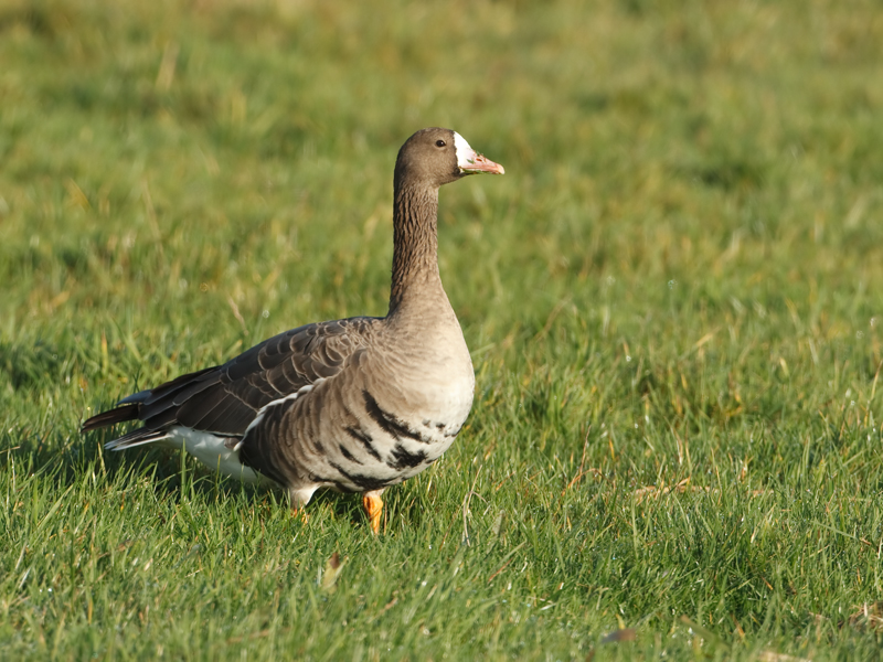 Anser albifrons Kolgans White-Fronted Goose